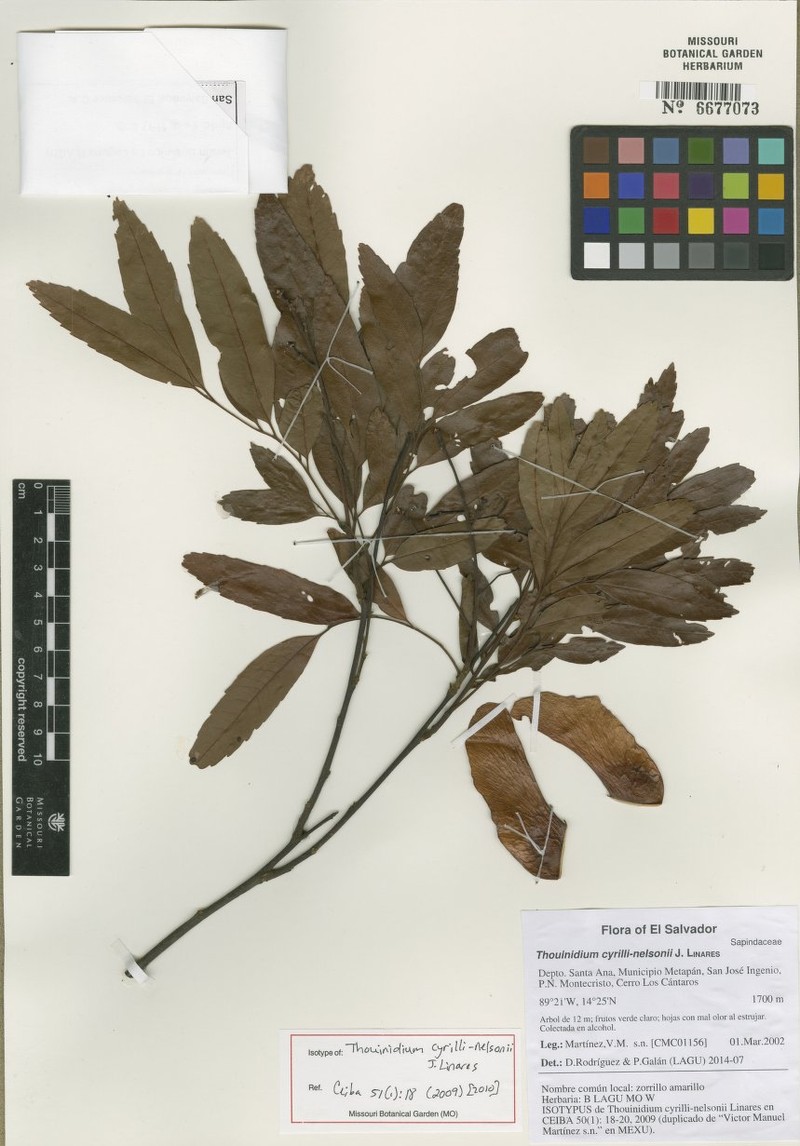 Thouinidium cyrilli-nelsonii photo 4