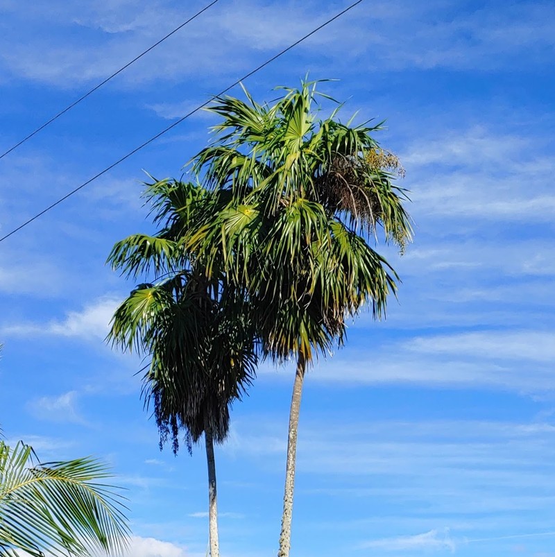 Florida Thatch Palm photo 4