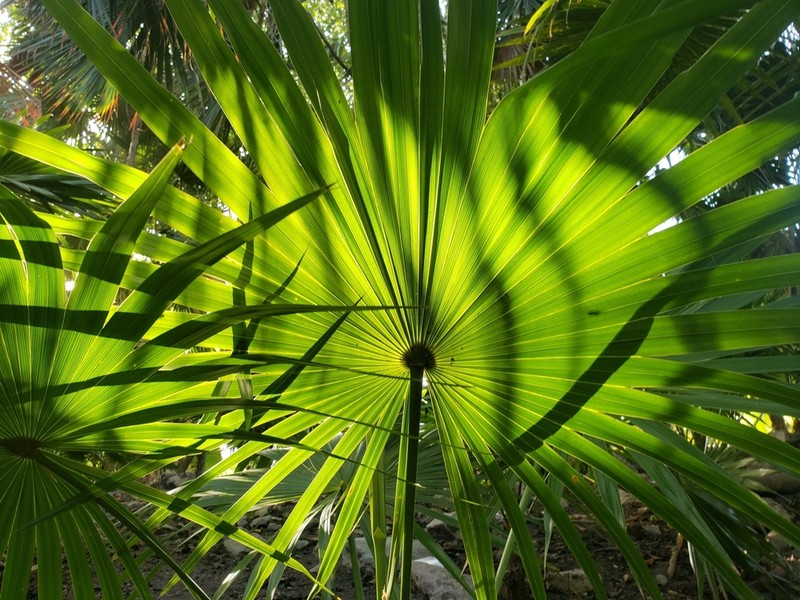 Florida Thatch Palm photo 5
