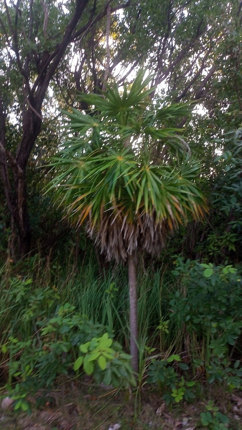 Florida Thatch Palm photo 6