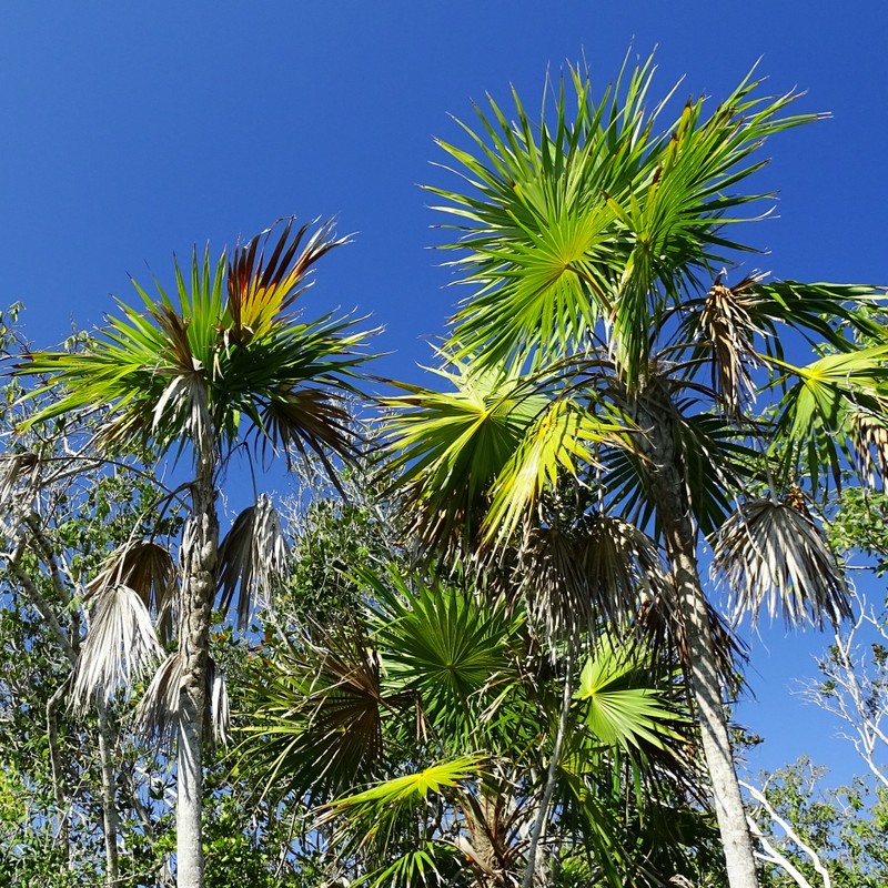 Florida Thatch Palm photo 7