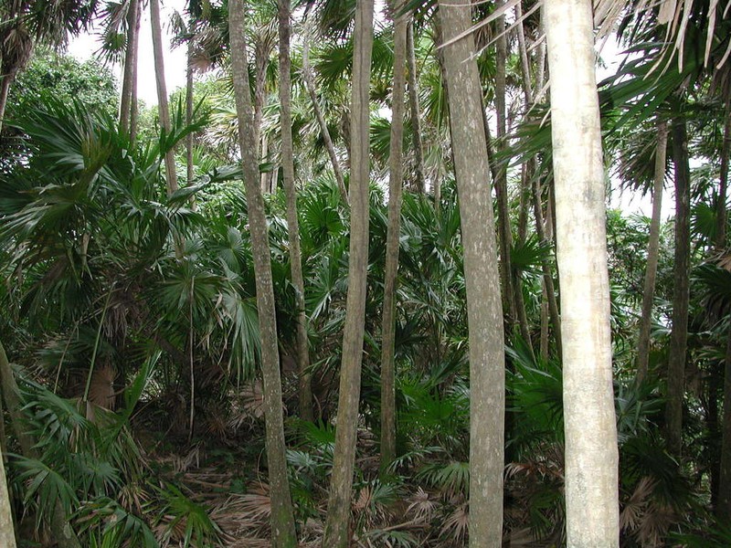 Florida Thatch Palm photo 8