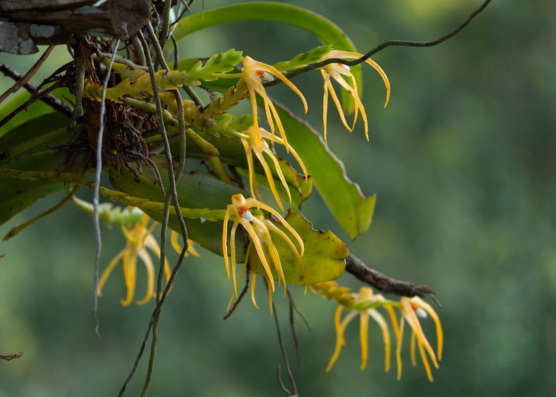 Thrixspermum flammeum photo 2