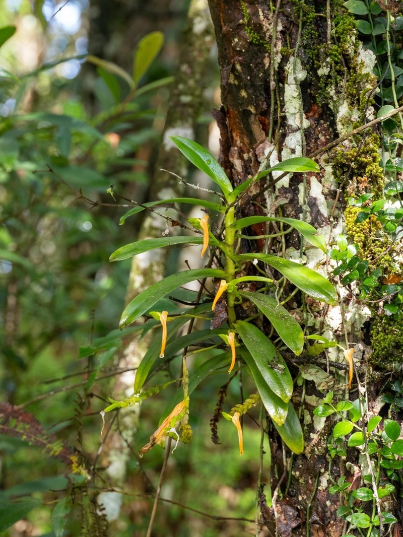 Thrixspermum flammeum photo 3