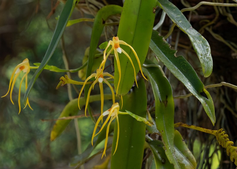 Thrixspermum flammeum photo 5