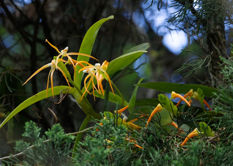 Thrixspermum flammeum photo 6