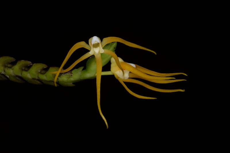 Thrixspermum flammeum photo 7