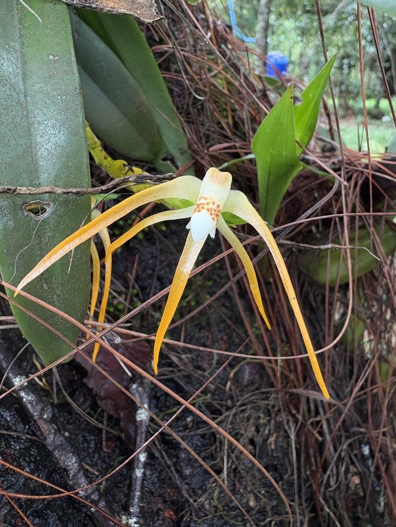 Thrixspermum flammeum photo 8