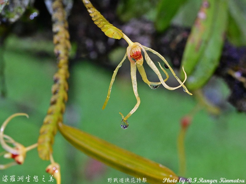 Thrixspermum kipandicum