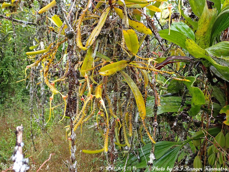 Thrixspermum kipandicum photo 2