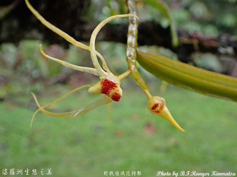 Thrixspermum kipandicum photo 3