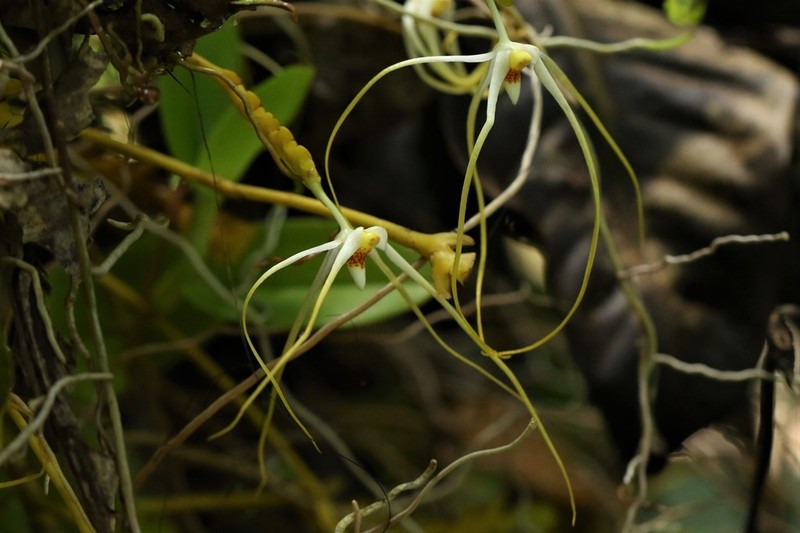 Thrixspermum kipandicum photo 4