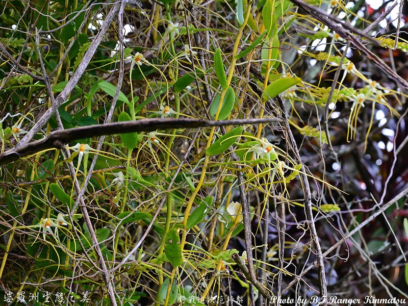 Thrixspermum kipandicum photo 5