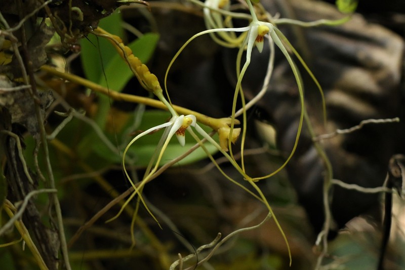 Thrixspermum kipandicum photo 6