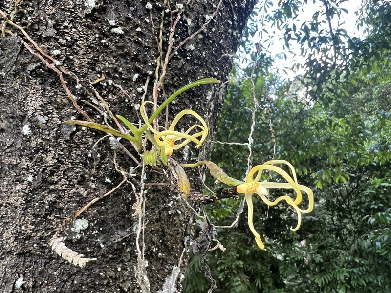 Thrixspermum lanatum