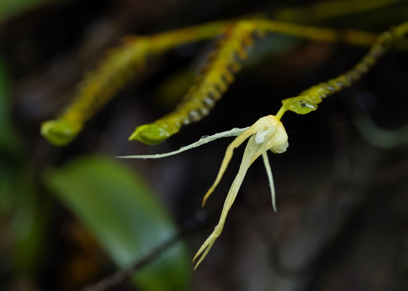 Thrixspermum obyrneanum