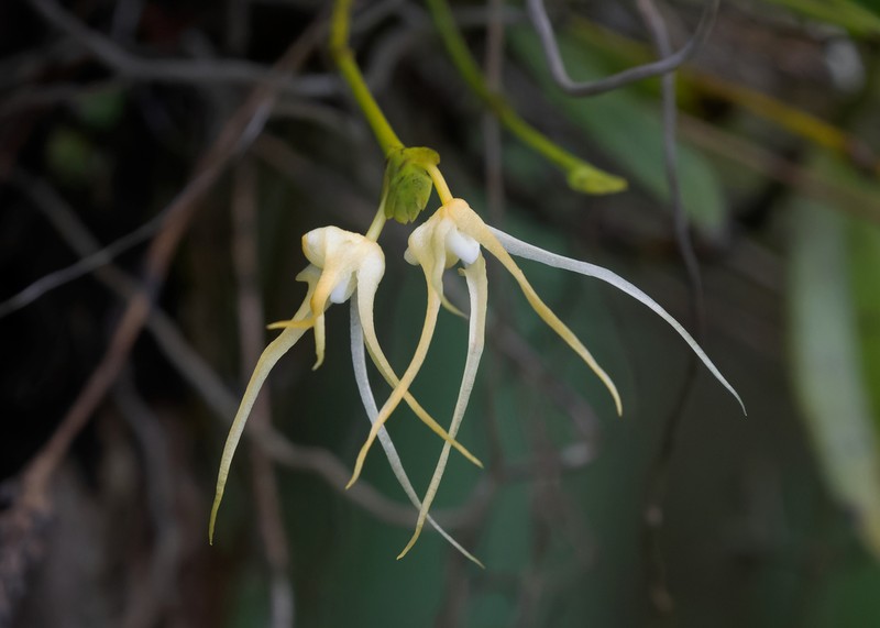 Thrixspermum obyrneanum photo 2