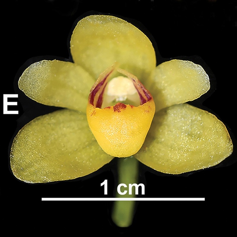 Thrixspermum taeniophyllum