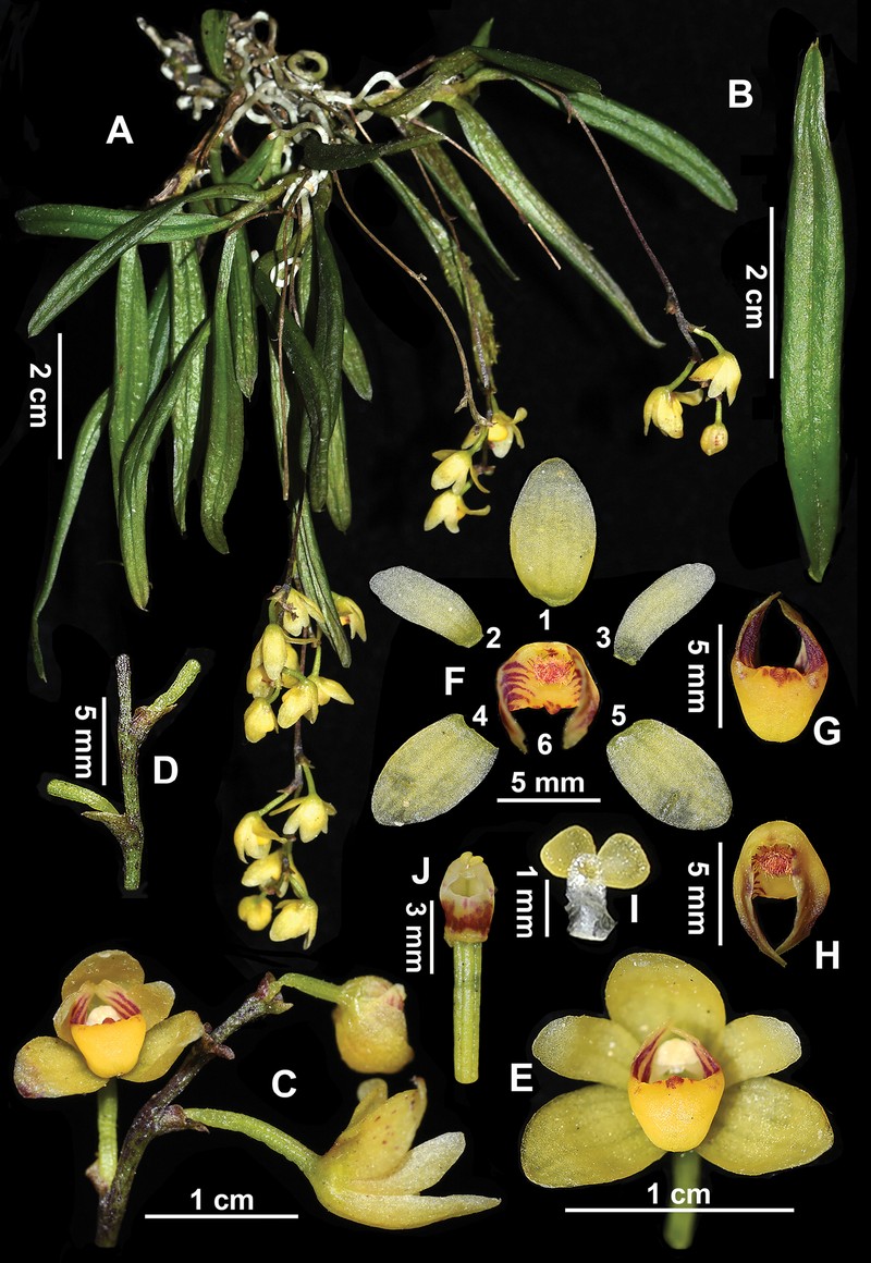 Thrixspermum taeniophyllum photo 2