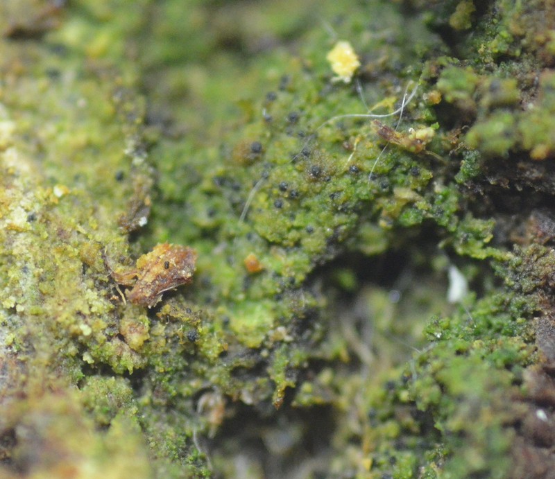 Thrombium Lichen