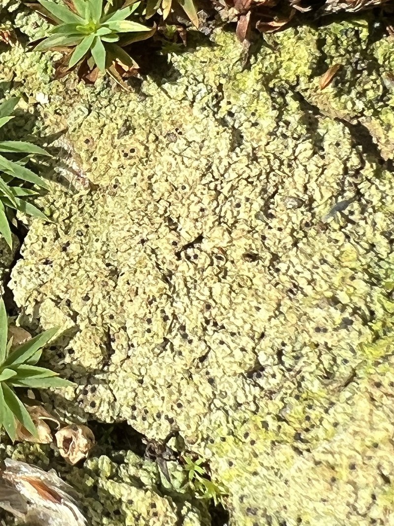 Thrombium Lichen photo 2