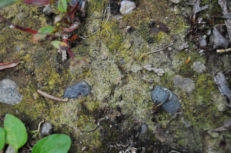 Thrombium Lichen photo 3
