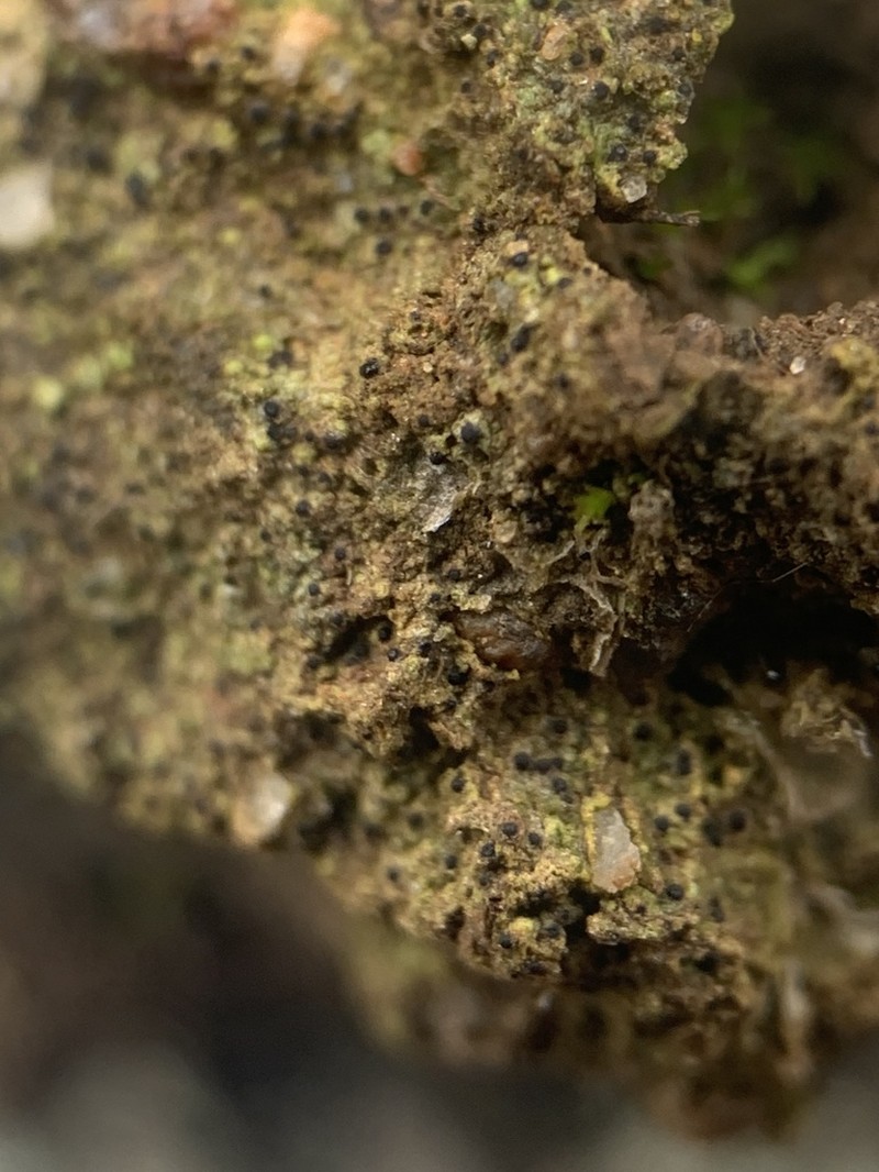 Thrombium Lichen photo 4