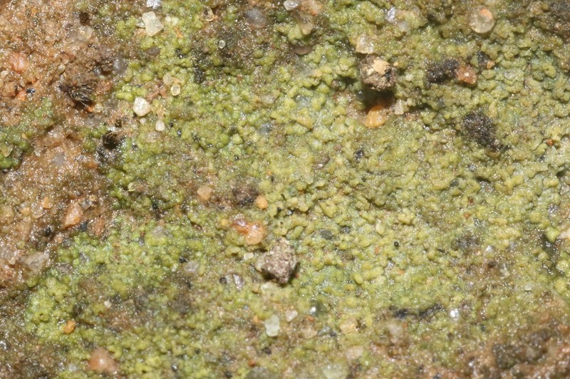 Thrombium Lichen photo 5