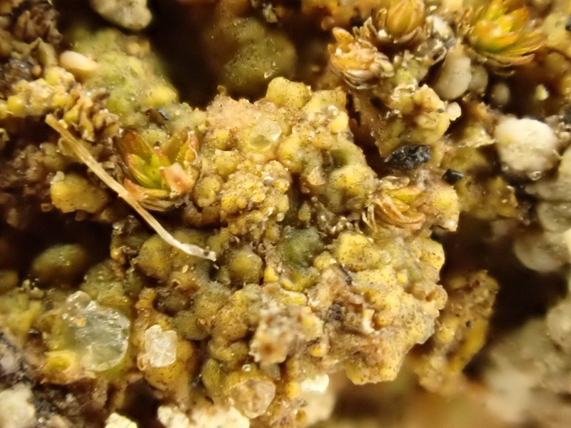 Thrombium Lichen photo 6