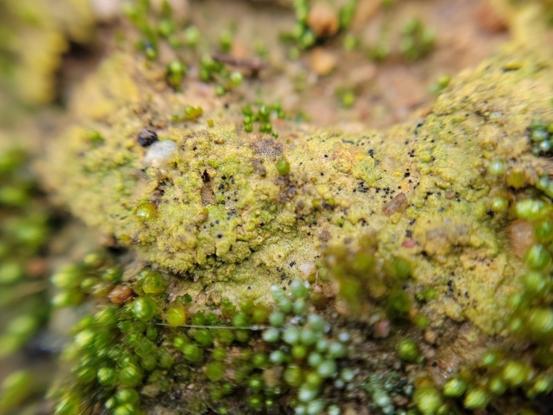 Thrombium Lichen photo 7
