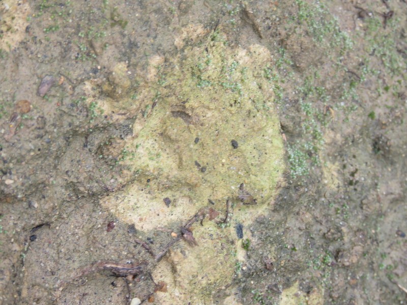 Thrombium Lichen photo 8