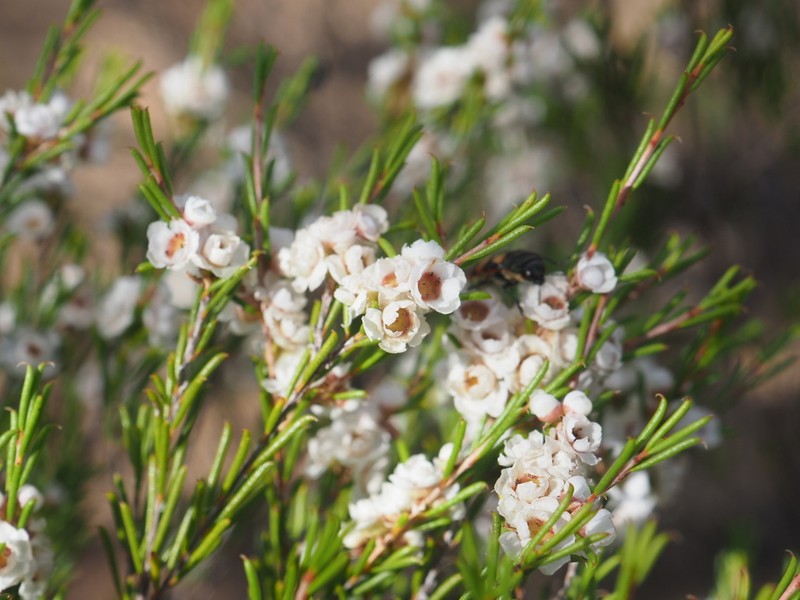 Thryptomene jilbadji
