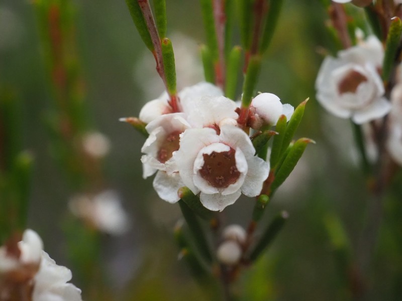 Thryptomene jilbadji photo 2