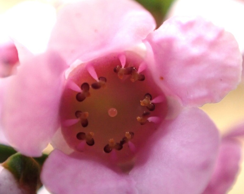 Thryptomene maritima