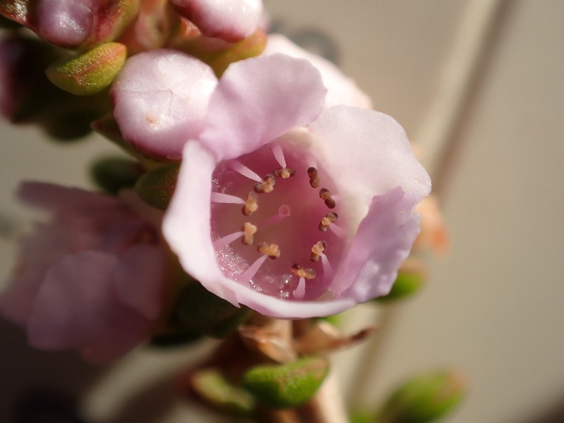 Thryptomene maritima photo 2