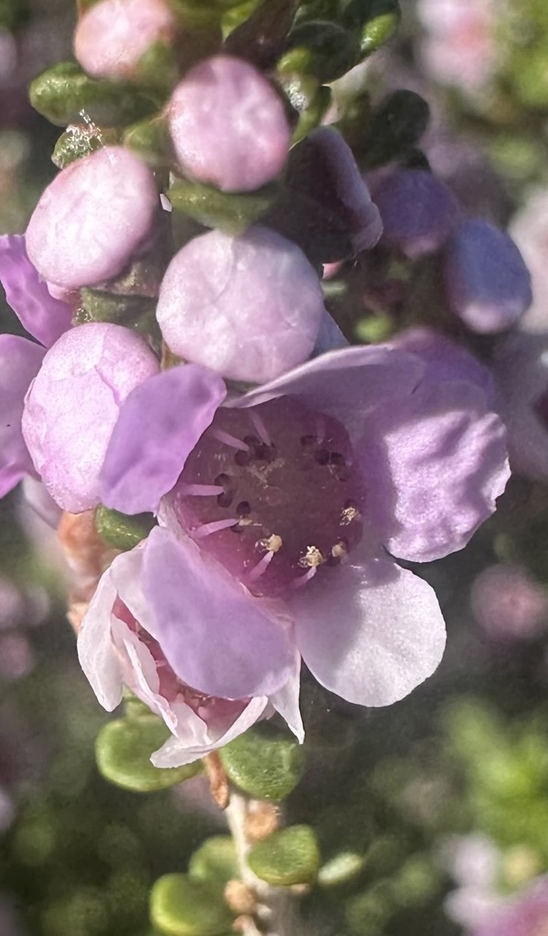 Thryptomene maritima photo 3