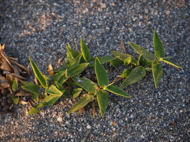 Kuroiwa Grass