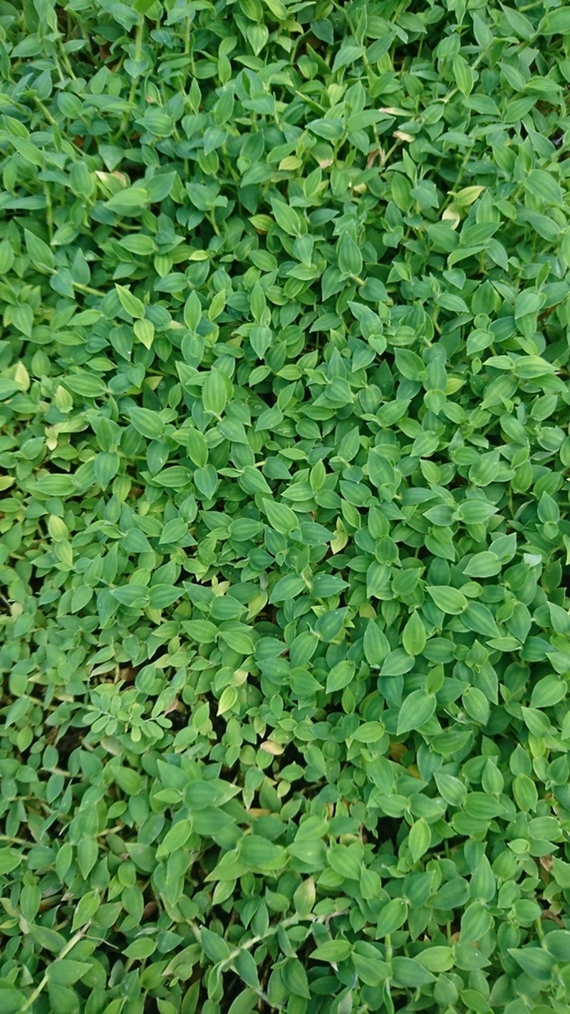 Kuroiwa Grass photo 3