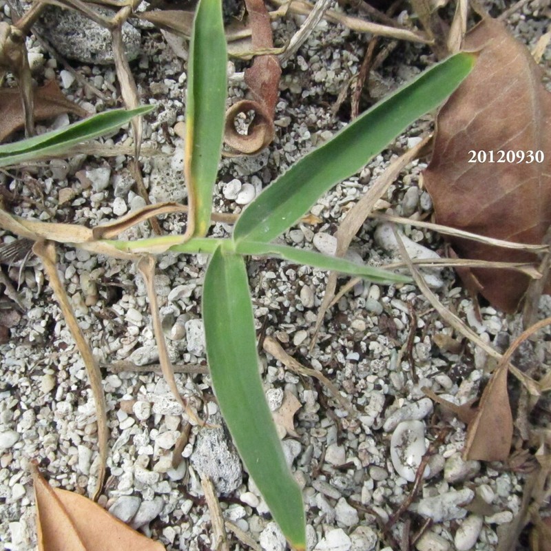 Kuroiwa Grass photo 5