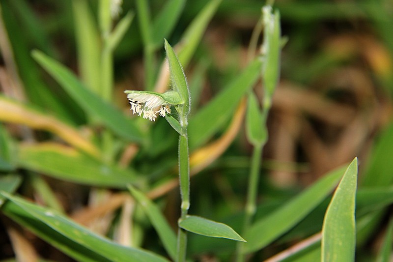 Kuroiwa Grass photo 6