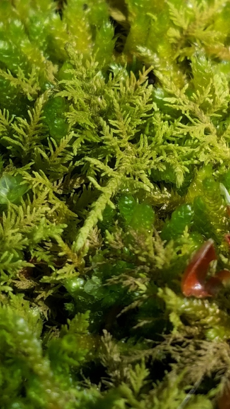 Allen's Thuidium Moss photo 2