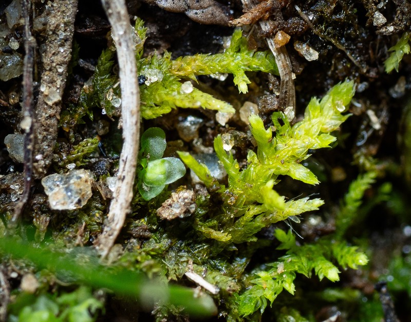 Allen's Thuidium Moss photo 3
