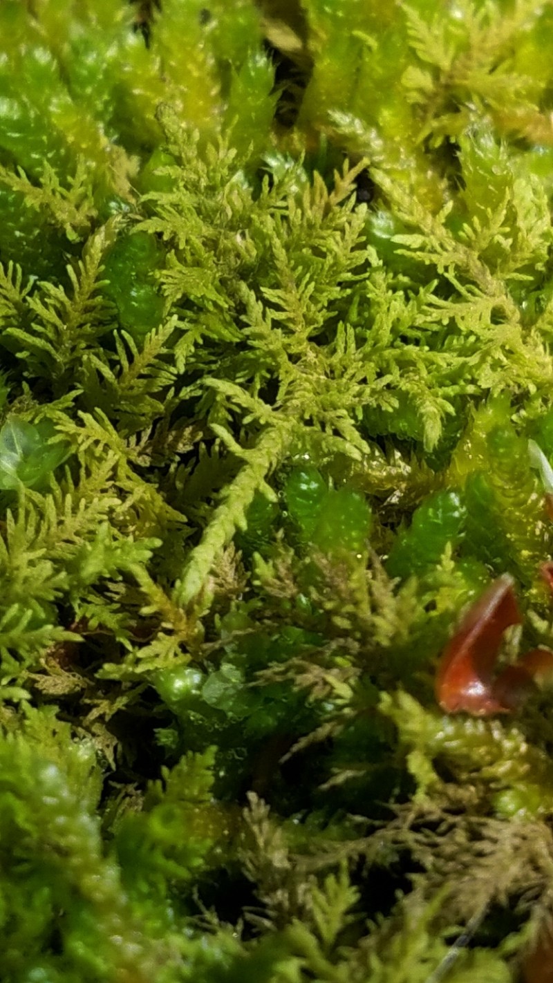 Allen's Thuidium Moss photo 4