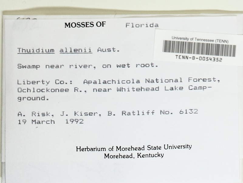 Allen's Thuidium Moss photo 7