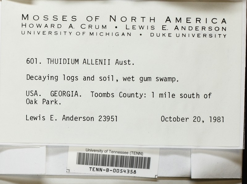 Allen's Thuidium Moss photo 8