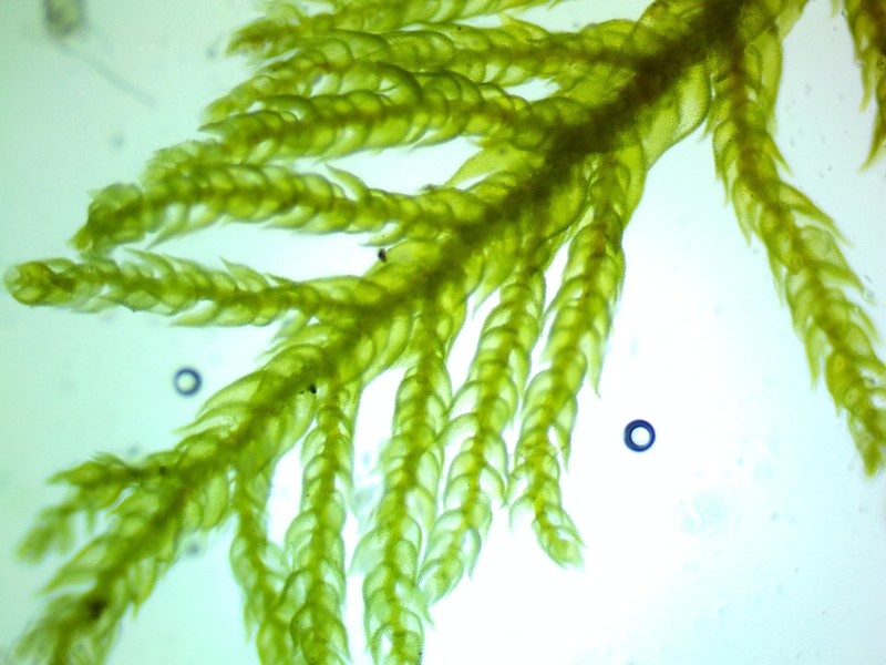 Delicate Thuidium Moss photo 2