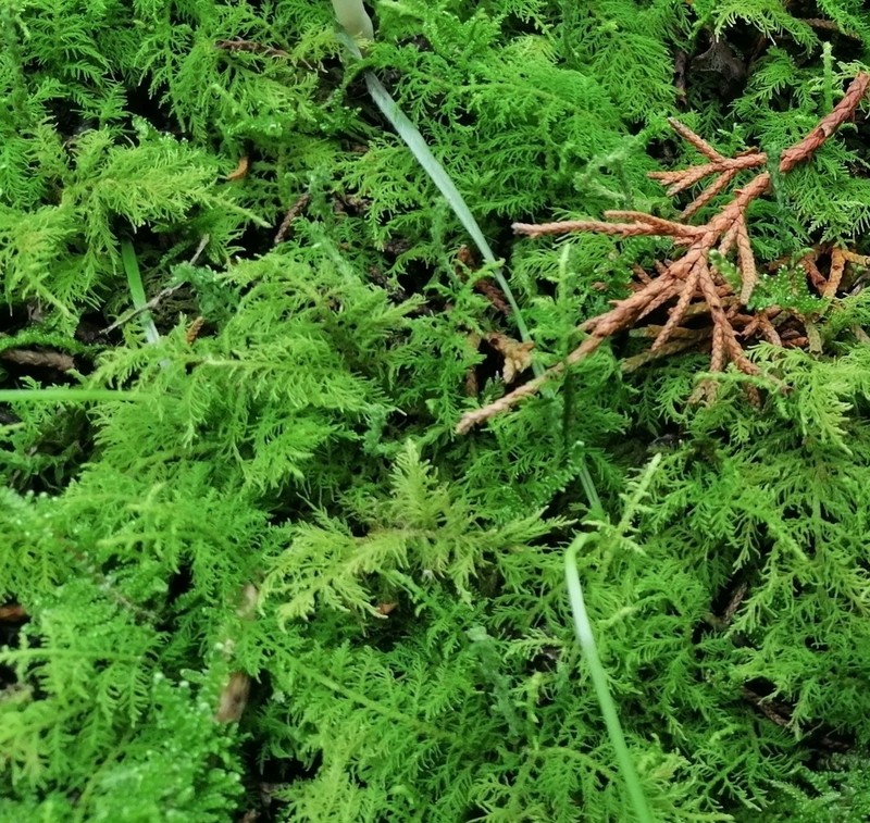 Delicate Thuidium Moss photo 3