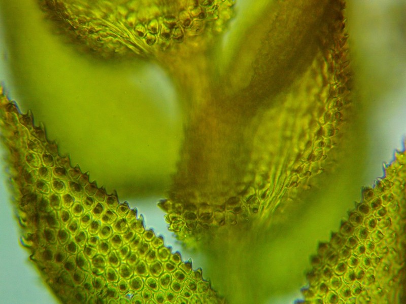 Delicate Thuidium Moss photo 4