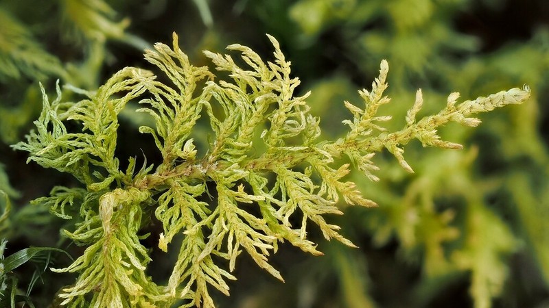 Delicate Thuidium Moss photo 5