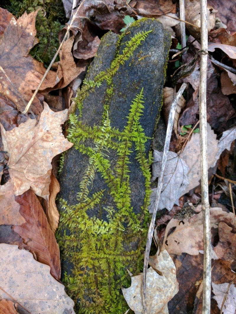 Delicate Thuidium Moss photo 6
